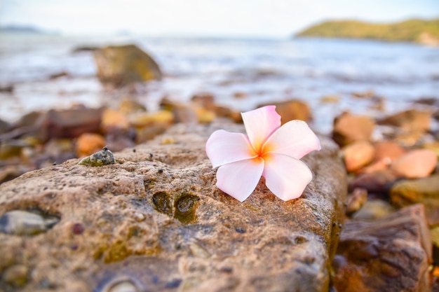 Flor blanca en roca en la playa