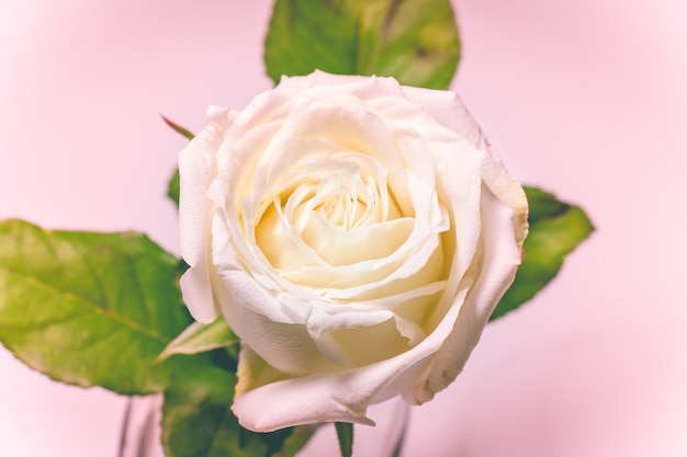 Flor blanca rosa, concepto de san valentín