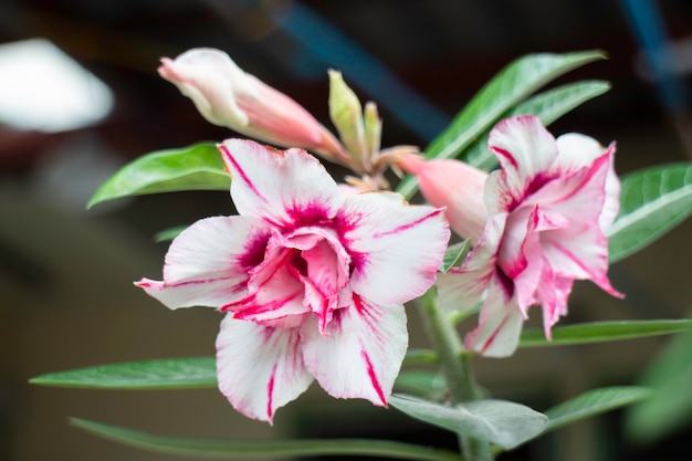 flor blanca y rosa en el jardín