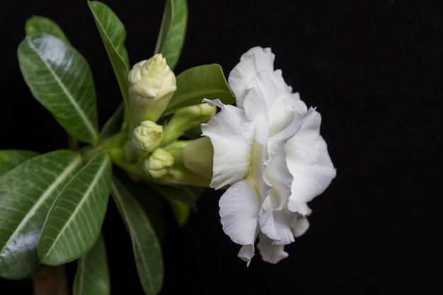 Foto flor blanca rosa o adenium con hojas verdes