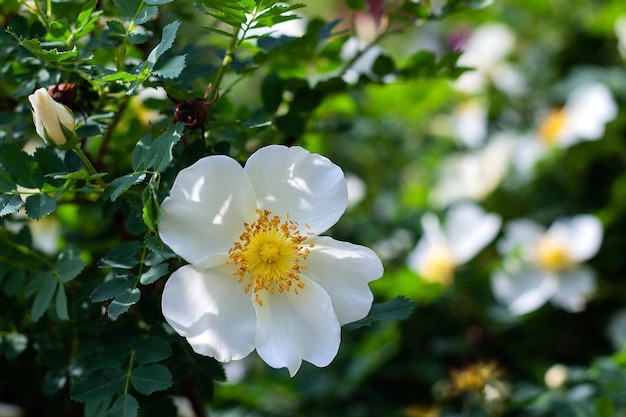 Flor blanca rosa salvaje sobre un fondo de hojas florece en el primer plano de primavera del jardín