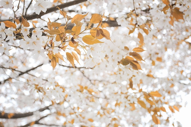 flor blanca de sakura en flor