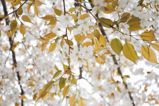 flor blanca de sakura o flores de cerezo.
