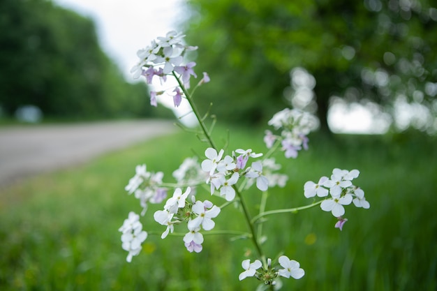 Flor blanca salvaje en el campo