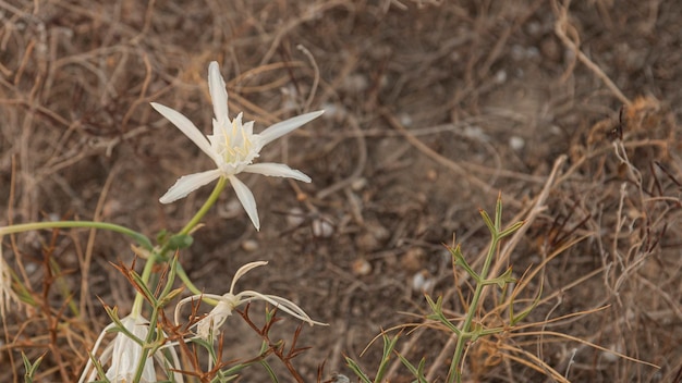 Flor blanca salvaje en las dunas protegidas