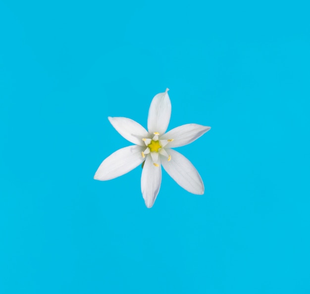 Foto flor blanca sobre un fondo azul