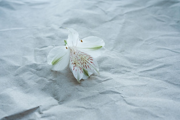 flor blanca sobre fondo gris. vista superior