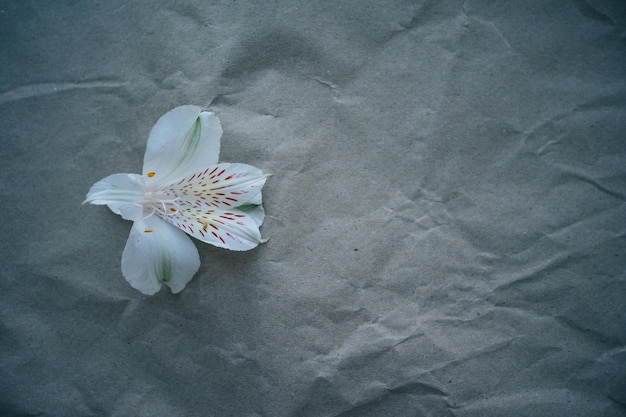 flor blanca sobre fondo gris. vista superior