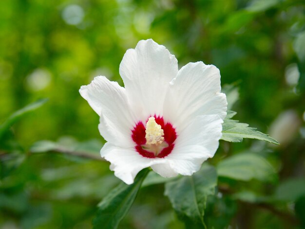 Flor blanca sobre fondo verde.