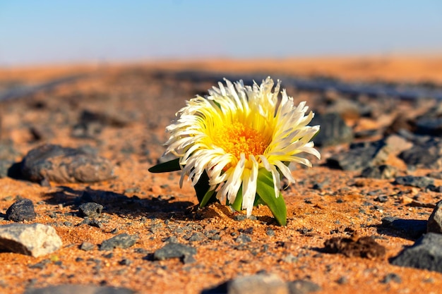 Flor blanca solitaria en el desierto entre las piedras África