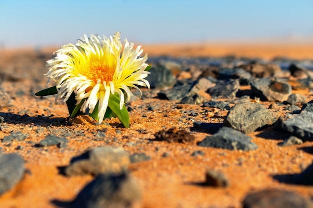 Flor blanca solitaria en el desierto entre las piedras. África