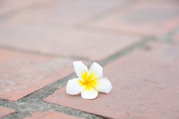 Flor blanca en el suelo