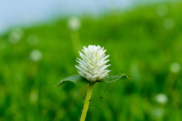 Flor blanca con tela de araña negra.