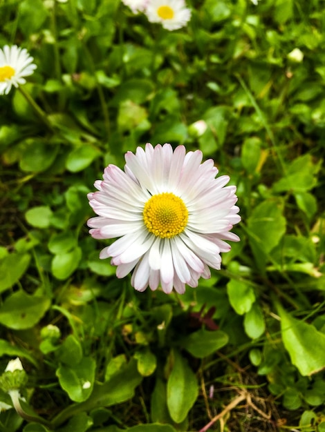 Flor blanca en verde