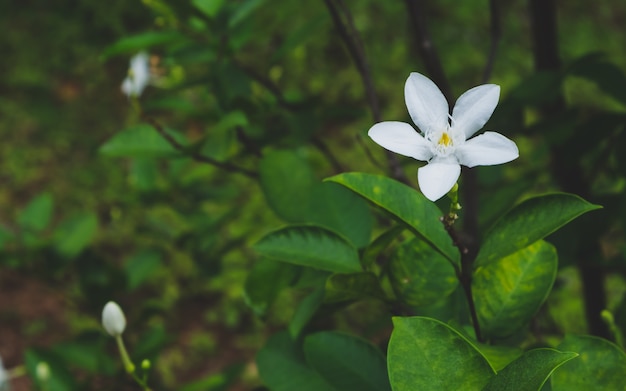 flor blanca Wrightia antidysenterica en el jardín