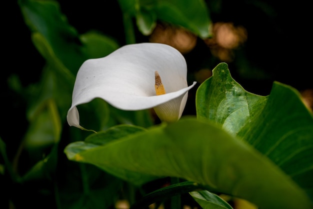 Flor blanca de Zantedeschia Zantedeschia es un género de ocho especies de herbáceas