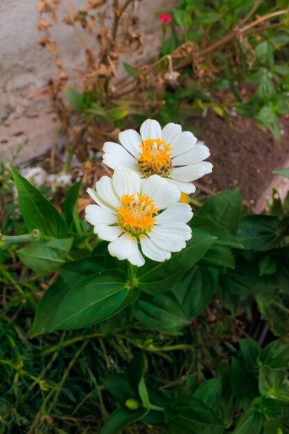 La flor blanca de zinnia florece en el jardín. Hermosas fotos de flores al aire libre.