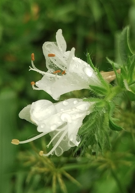 Foto la flor blanca