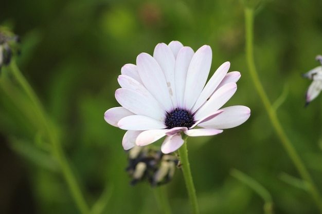 Foto flor blanca