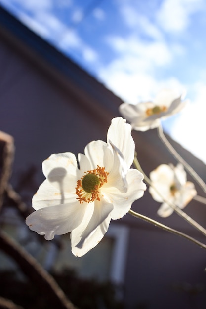 Flor blanca