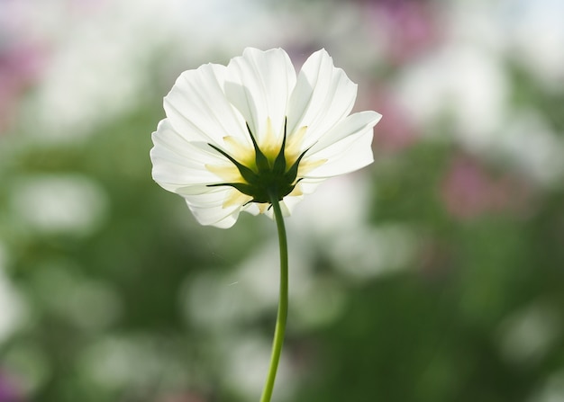 flor blanca