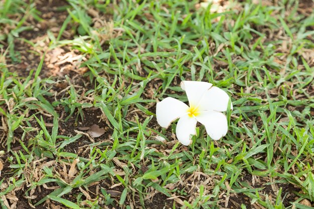 Flor blanca