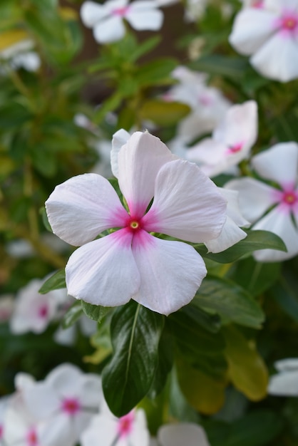 flor blanca