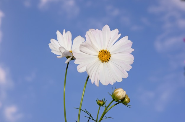 flor blanca