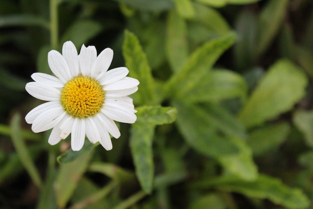 flor blanca