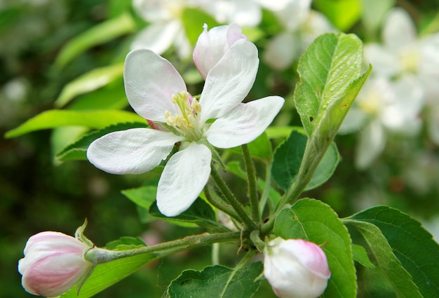 flor blanca