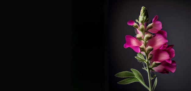 Flor de boca de dragón rosa oscuro en fondo negro