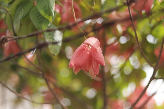 flor de bokeh