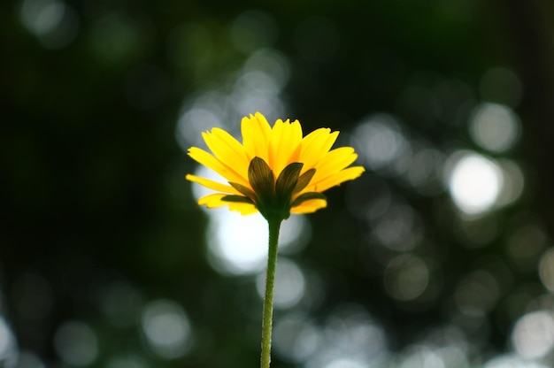 Foto flor y bokeh