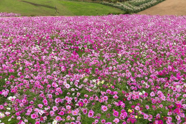 Flor bonita cosmos