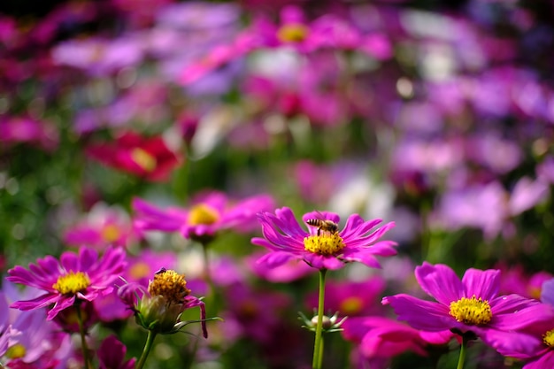 Flor bonita da cor-de-rosa da natureza no jardim da natureza.