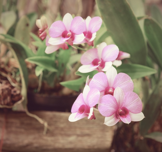 Flor bonita da orquídea no jardim ao ar livre