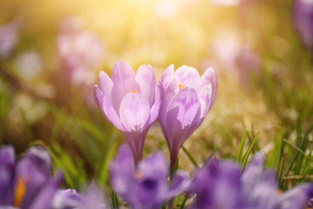 Flor bonita de açafrão violeta crescendo na grama seca, o primeiro sinal da primavera. Fundo natural ensolarado sazonal da Páscoa.