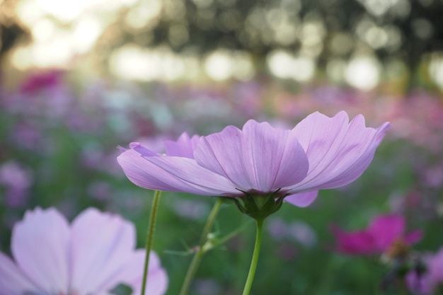 Flor bonita do cosmos