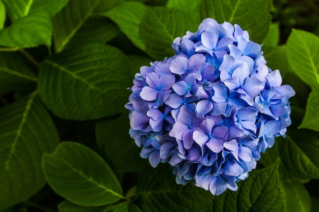 Flor bonita, flores da hortênsia, macrophylla da hortênsia que floresce no jardim japão.