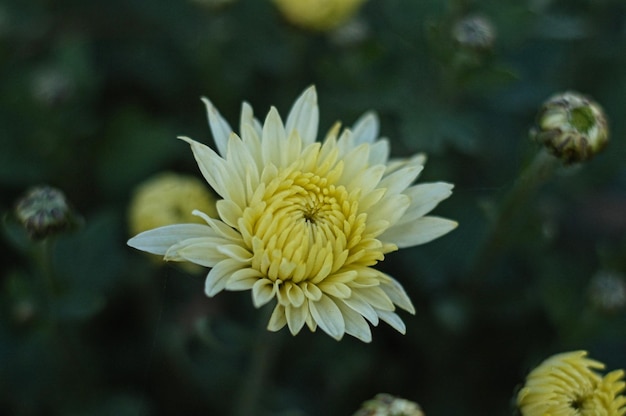 Flor bonita no jardim