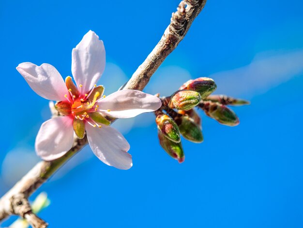 Flor bonita primavera