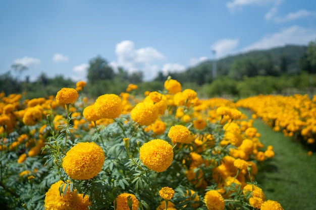 Flor bonita tagetes erecta no parque.