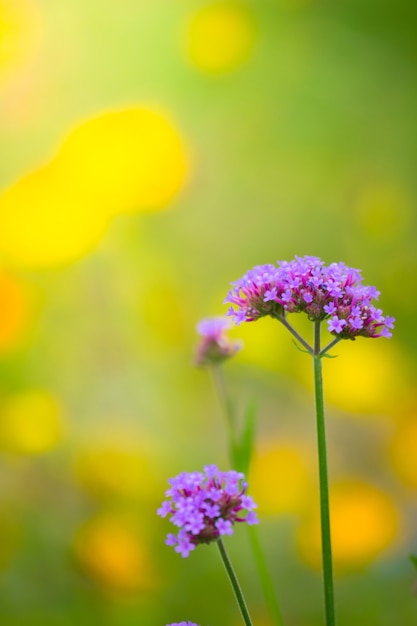 Flor bonita