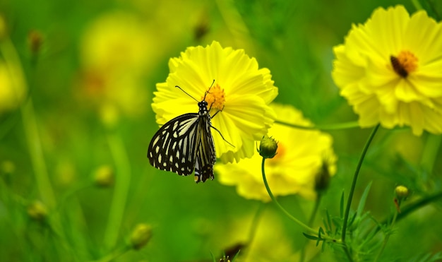 flor borboleta
