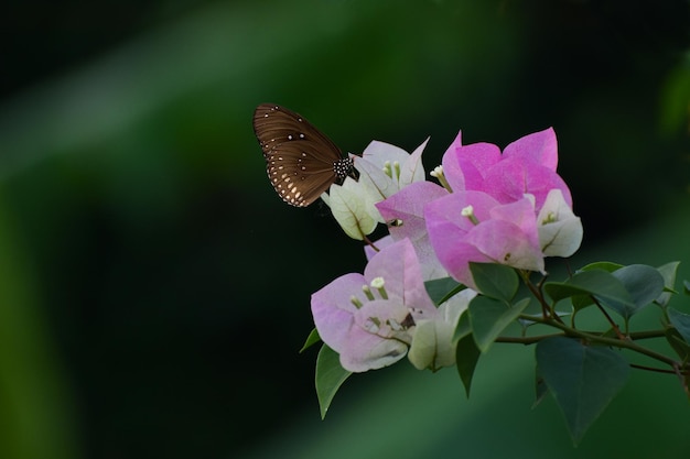 flor borboleta