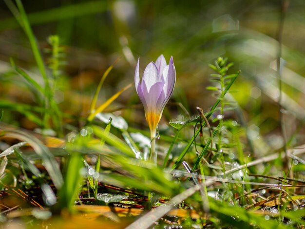 Flor del bosque Crocus de cerca en el bosque en Grecia