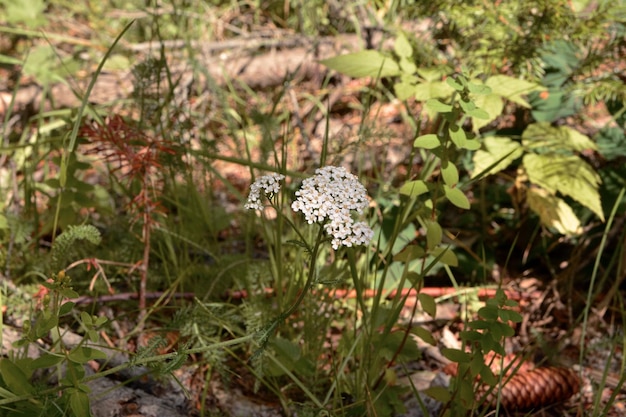 Flor del bosque en la hierba en verano