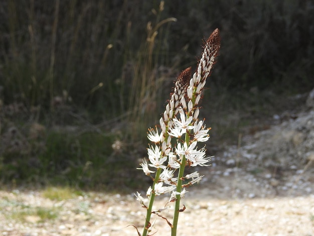 una flor en el bosque