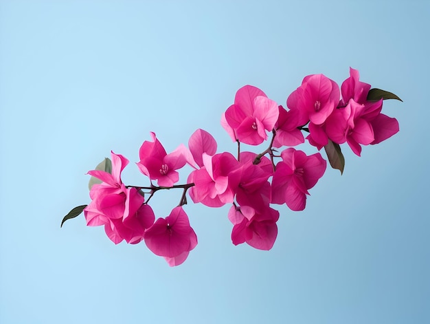 Foto la flor de bougainvillea en el fondo del estudio, la flor de bouгаinvillea sencilla, la flor hermosa.