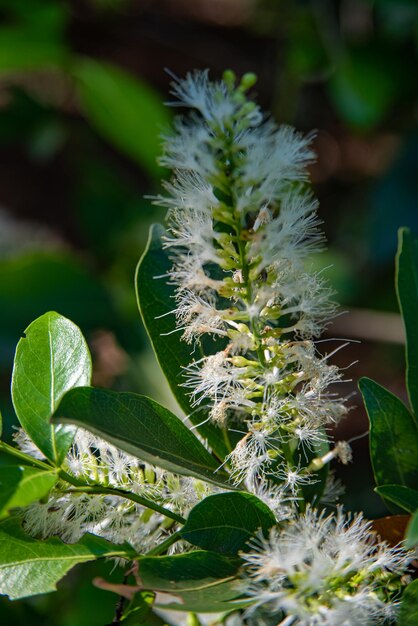 Flor branca belos detalhes de uma pequena flor branca foco seletivo de luz natural